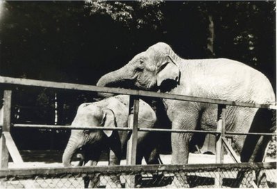 Konigsberg (Pr.), Tiergarten, Elefanten.jpg