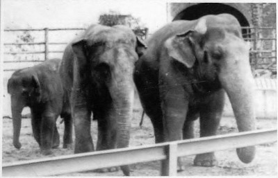 Семья слонов Джими, шандра и Преголя, 1973 год.jpg