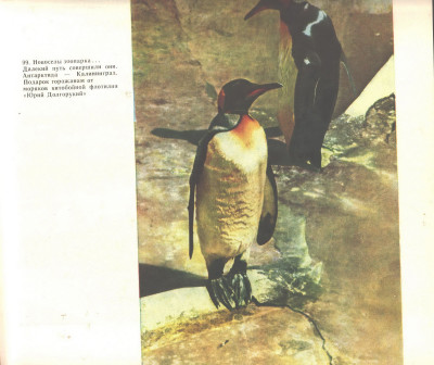 зоопарк 1966-2.jpg