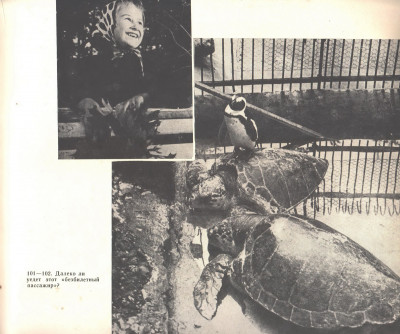 зоопарк 1966-4.jpg